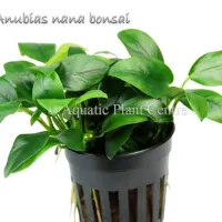 anubias-nana-bonsai