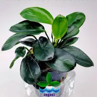 anubias-nana-dark-moon