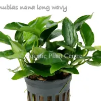 anubias-nana-long-wavy