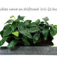 anubias-nana-on-driftwood-m-_2-bush
