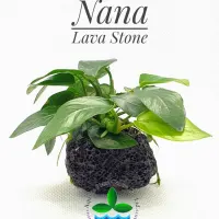 anubias-nana-on-lava-stone
