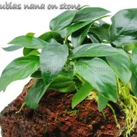 anubias-nana-on-stone