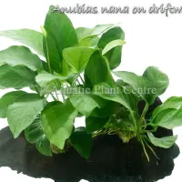 anubias-nana-on-wood
