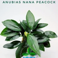 anubias-nana-peacock