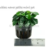 anubias-nana-petite-mini-pot