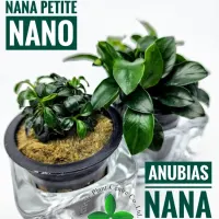 anubias-nana-petite-nano
