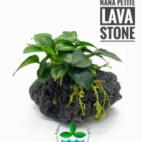 anubias-nana-petite-on-lava-stone