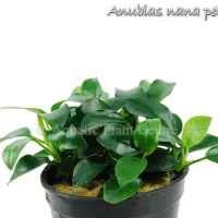 anubias-nana-petite
