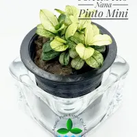 anubias-nana-pinto-mini