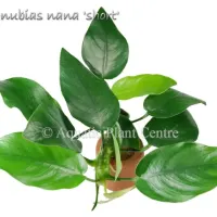 anubias-nana-short
