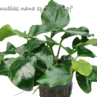 anubias-nana-sp-thick-leaf