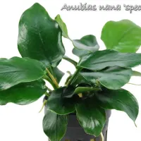 anubias-nana-species