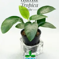 anubias-nana-tropica