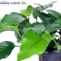 anubias-nana-xl
