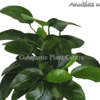 anubias-nana