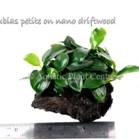 anubias-petite-on-nano-driftwood