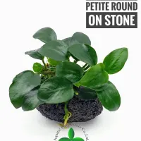 anubias-petite-round-on-stone