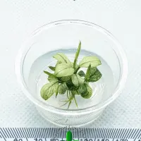 anubias-pinto-tc-cup