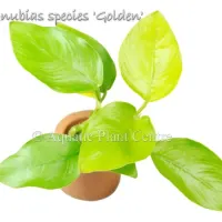 anubias-species-golden