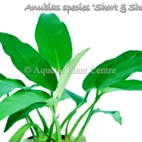 anubias-species-short-_-sharp