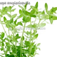 bacopa-amplexicaulis