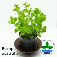 bacopa-australis