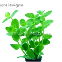 bacopa-lanigera
