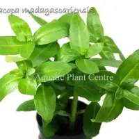 bacopa-madagascariensis