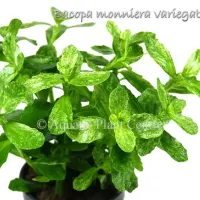 bacopa-monniera-variegatus