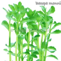 bacopa-monniera