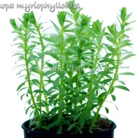 bacopa-myriophylloides