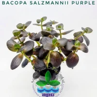 bacopa-salzmannii-purple