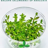 bacopa-salzmannii-sp-araguaia