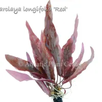 barclaya-longifolia-red