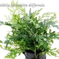 bolbitis-heteroclita-difformis