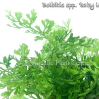 bolbitis-spp-baby-leaf