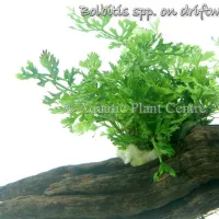 bolbitis-spp-on-driftwood