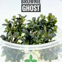 bucephalandra-brownie-ghost