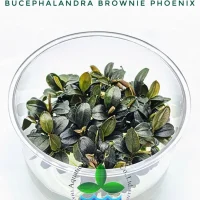 bucephalandra-brownie-phoenix