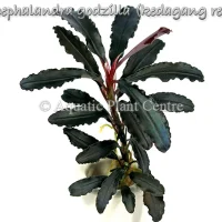 bucephalandra-godzilla-kedagang-red