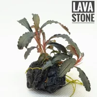 bucephalandra-godzilla-on-lava-stone