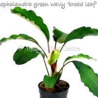 bucephalandra-green-wavy-broad-leaf