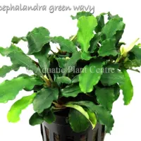 bucephalandra-green-wavy