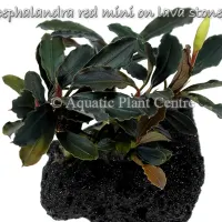 bucephalandra-red-mini-on-lava-stone