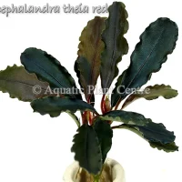 bucephalandra-theia-red-1
