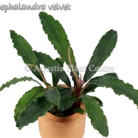 bucephalandra-velvet