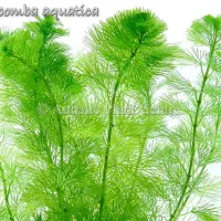 cabomba-aquatica