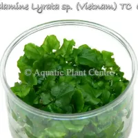 cardamine-lyrata-sp-vietnam-tc-cup