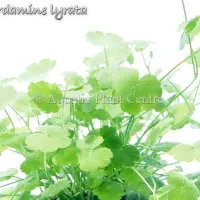 cardamine-lyrata