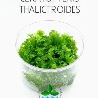 ceratopteris-thalictroides-tc-cup